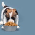 The Benefits of Grain-Free Pet Food: Is It Right for Your Pet?