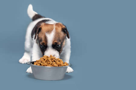 The Benefits of Grain-Free Pet Food: Is It Right for Your Pet?