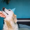 Tumors and Cancer in Exotic Pets: Detection and Treatment Options