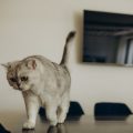 The Connection Between Grooming and Your Cat’s Overall Health