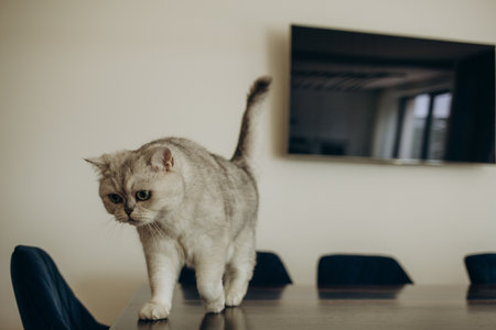 The Connection Between Grooming and Your Cat’s Overall Health