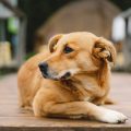 A Day in the Life of a Certified Therapy Dog