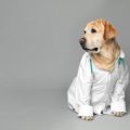 Professional Dog Grooming vs. At-Home Grooming: Pros, Cons, and Costs