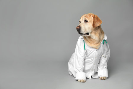Professional Dog Grooming vs. At-Home Grooming: Pros, Cons, and Costs