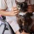 Feline Dental Care: How to Keep Your Cat’s Teeth and Gums Healthy