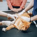 How Animal-Assisted Therapy is Revolutionizing Healthcare