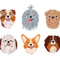 Best Dog-Friendly Sports and Activities You Can Participate In
