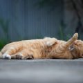 Common Cat Sleeping Positions and What They Mean