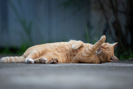 Common Cat Sleeping Positions and What They Mean