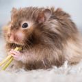Safe and Unsafe Foods for Hamsters: What You Need to Know