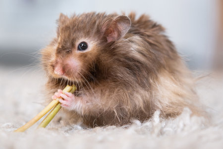 Safe and Unsafe Foods for Hamsters: What You Need to Know