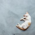 Understanding Cat Allergies: What You Need to Know