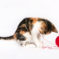 Rotating Toys: Keeping Your Cat Interested and Preventing Boredom