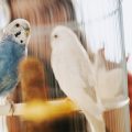 Do Birds Need Supplements? When and How to Use Them