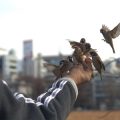 Socializing Your Bird: How to Introduce New People and Animals