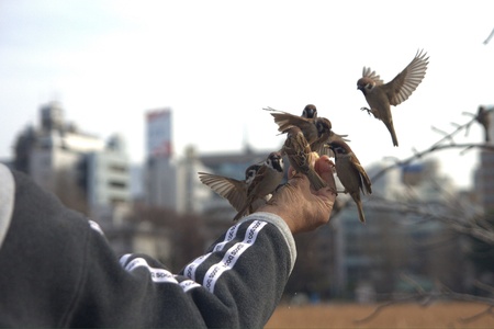 Socializing Your Bird: How to Introduce New People and Animals