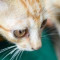 Eye Infections in Exotic Pets: Causes, Prevention, and Treatment