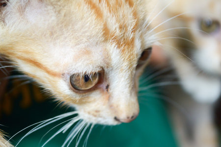 Eye Infections in Exotic Pets: Causes, Prevention, and Treatment