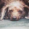 Kidney Disease in Exotic Pets: Causes and Management