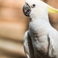 The Best Diet for Cockatoos: Nutritional Guidelines for a Long, Healthy Life