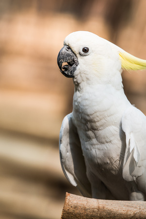 The Best Diet for Cockatoos: Nutritional Guidelines for a Long, Healthy Life