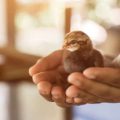 The Importance of Proper Nutrition for Your Bird’s Lifespan