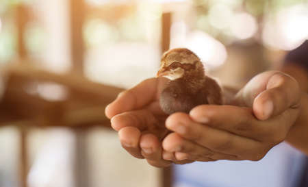 The Importance of Proper Nutrition for Your Bird’s Lifespan