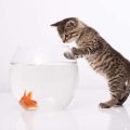 Preventing and Managing Dropsy in Fish: Causes, Symptoms, and Treatment