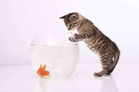 Preventing and Managing Dropsy in Fish: Causes, Symptoms, and Treatment