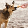 Senior Dog Nutrition: Feeding Guidelines for Aging Canines