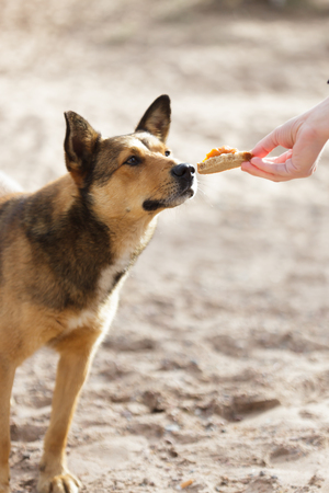 Senior Dog Nutrition: Feeding Guidelines for Aging Canines