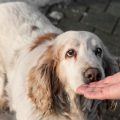 Accident-Only vs. Comprehensive Pet Insurance: Which One Should You Choose?