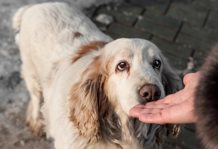 Accident-Only vs. Comprehensive Pet Insurance: Which One Should You Choose?
