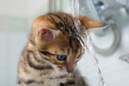 The Importance of Hydration: Encouraging Your Cat to Drink More Water