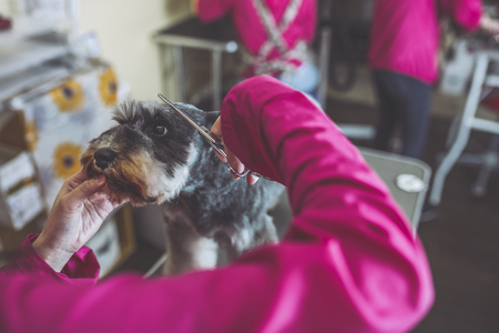 How to Safely Trim Your Small Pet’s Nails at Home