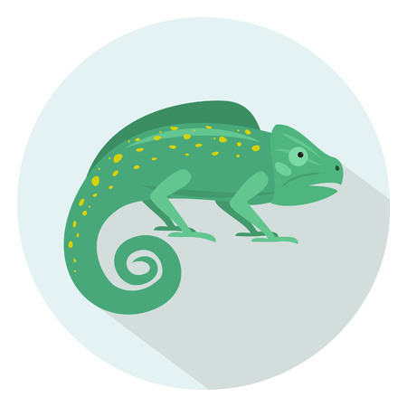 Prepping Your Pet and Setting the Scene