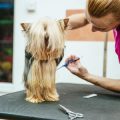 How Often Should You Groom Your Small Pet? A Comprehensive Guide