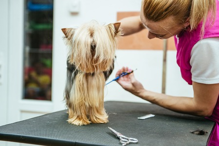 How Often Should You Groom Your Small Pet? A Comprehensive Guide
