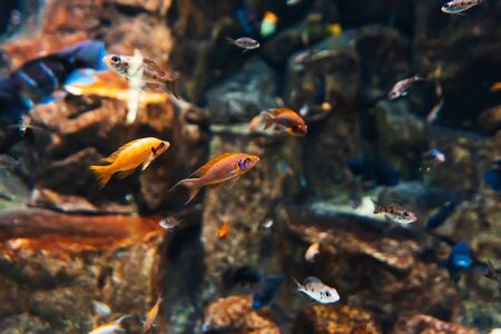Best Substrates for Freshwater and Saltwater Aquariums