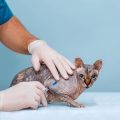 Skin and Coat Care: Preventing Parasites and Skin Conditions in Small Pets