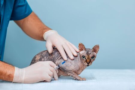 Skin and Coat Care: Preventing Parasites and Skin Conditions in Small Pets
