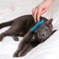 Dealing with Shedding: How to Manage Cat Hair in Your Home