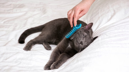 Dealing with Shedding: How to Manage Cat Hair in Your Home