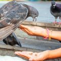 Best Practices for Handling Birds: Ensuring Comfort and Trust
