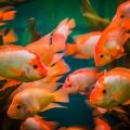 Fish Stress and Disease: How to Create a Healthy Aquarium Environment