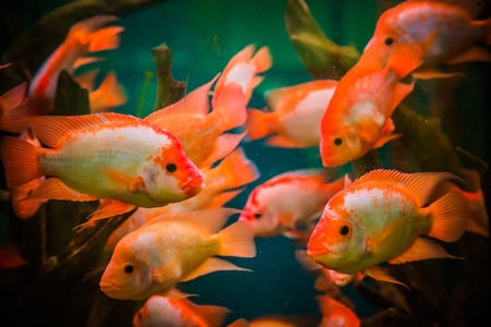 Fish Stress and Disease: How to Create a Healthy Aquarium Environment