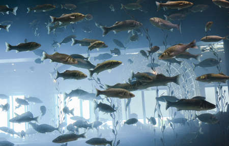 A Complete Guide to Simulating Natural Light Cycles for Your Aquarium