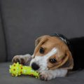 The Connection Between Enrichment Toys and Your Pet’s Physical Health