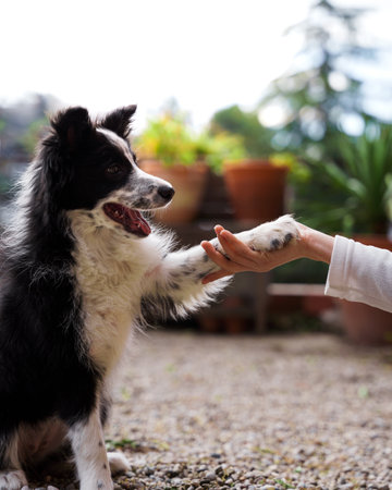 Common Skin Conditions in Exotic Pets and How to Treat Them