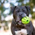 The Best Fetch Toys for Dogs: From Classic Tennis Balls to High-Tech Gadgets